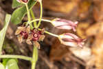 Climbing milkvine